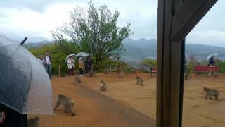 UnexploredRewards - Iwatayama Monkey Park - Japan Vacation