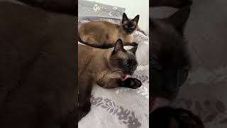 Есть Одно Правило