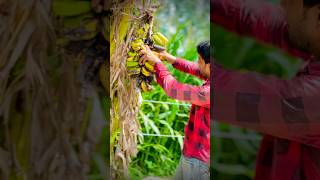 केले खाओ अकेले neutral view #banana #forast #trending #shorts #video #vlogs #trip #lovely #nature