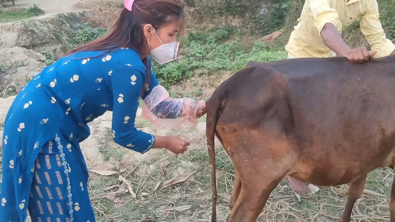 AI artificial insemination YouTube