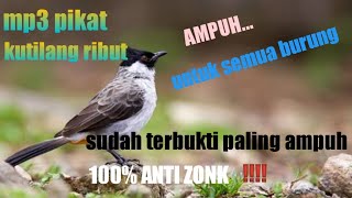 suara pikat KUTILANG RIBUT anti zonk TERAMPUH