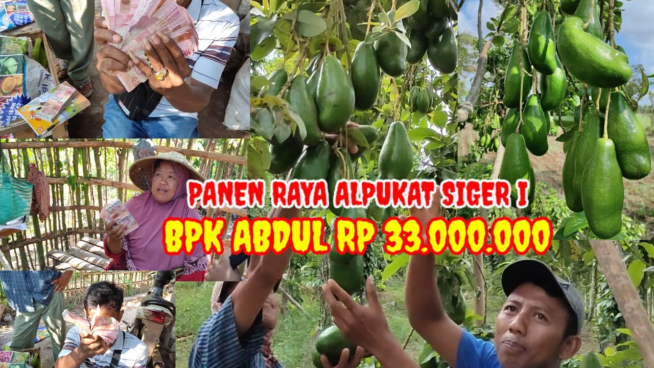 PANEN RAYA ALPUKAT SIGER I BPK ABDUL RP 33.000.000