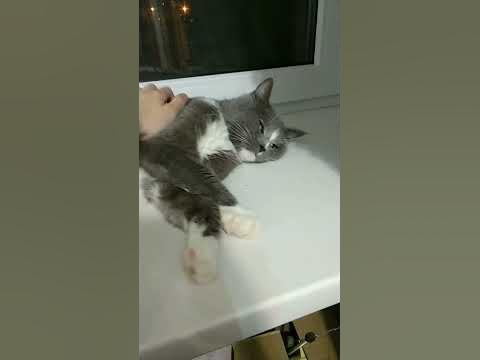 котик отдыхает) - YouTube