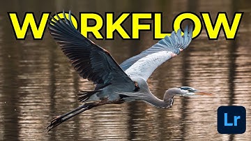 My MUST KNOW Lightroom Edits For Bird Photography