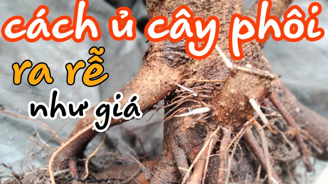 🌳BSKR - cách ủ cây phôi hải châu  ra rễ cực mạnh  (19/04/2021)☎️0965773818