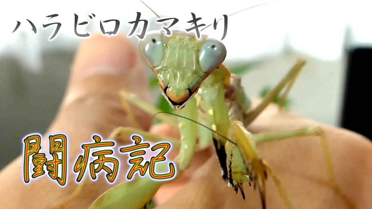 食虫植物 ハエトリソウを餌づけしていくｗｗ Youtube