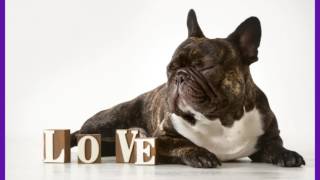 Introducing Pet Week 2017 720p