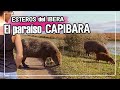 Un día en el PARAISO CAPIBARA! ESTEROS DEL IBERÁ - Colonia Carlos Pellegrini. CORRIENTES 4K
