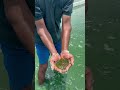Spirulina farming in Telugu