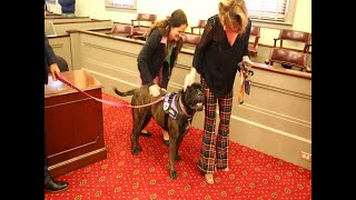 Olive, a Bullmastiff dog, is sworn in as a courthouse therapy dog at Powhatan County Courthouse.