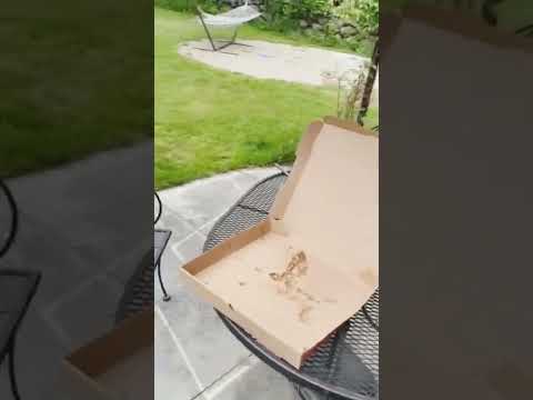 bird steal pizza #funny #birds #video #reels #what