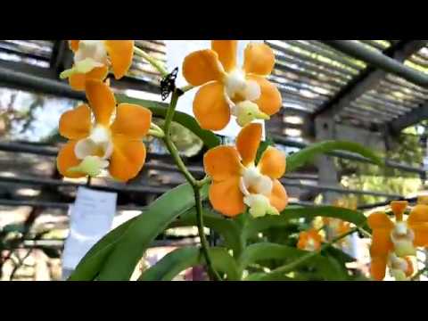 Orchids in Thailand : กล้วยไม้พันธุ์แท้:สกุลแวนด้า    เอื้องสามปอยหลวง (์No.2)  Vanda benboni