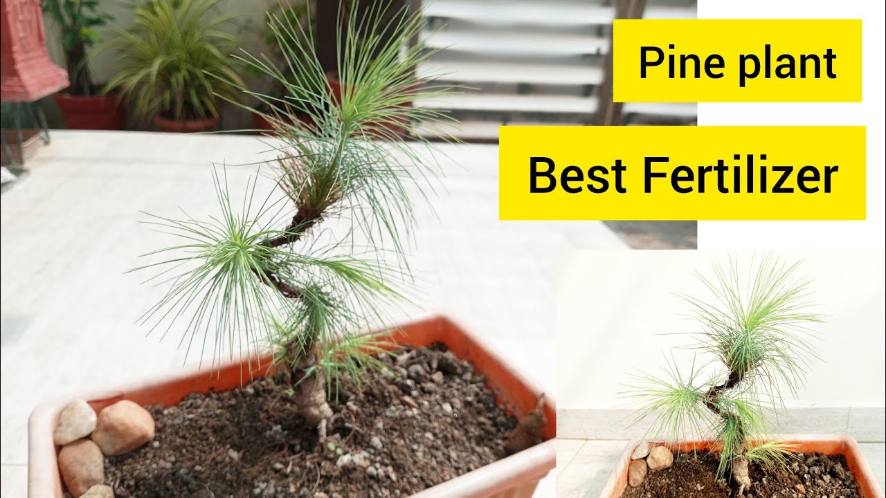 Pine Plant | Pine plant care | Pine tree fertilizer | pine plant propagation | pine tree