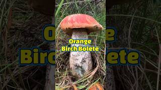How to find and identify the Orange Birch Bolete! #mushrooms #fungi #foraging #wildfood #nature