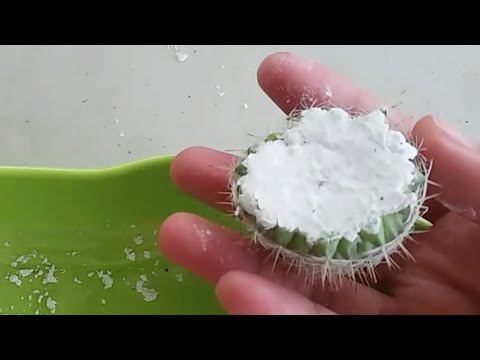 Video: Mammillariasta huolehtiminen – jauhekasvien kasvattaminen