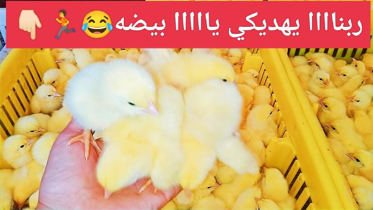 عاااجل✋إنهيار تام للكتاكيت والشركات عامله عروض ببلاش😯وأسعار الفراخ فيها كلام مهم🔥اعرف الحقيقه 🏃👇