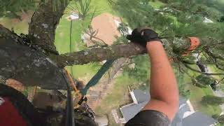 Celebrity Speed-lining 4 100' pine trees (Part 2) Profile