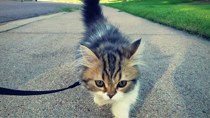 Video 11903971: munchkin cat, kitten training