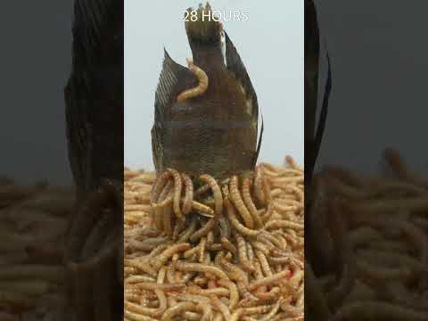 Mealworms vs Fish