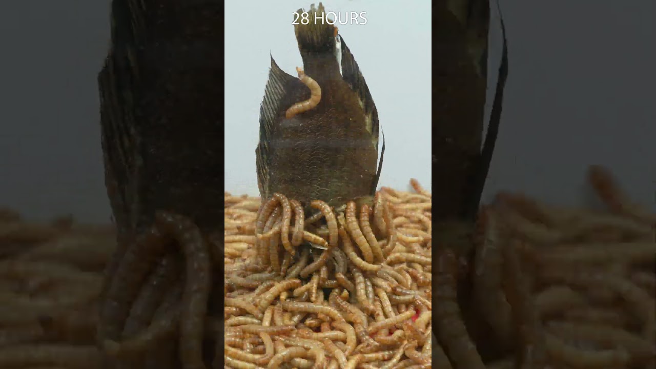 Mealworms vs Fish - Tanganyikan - Gold Comp 