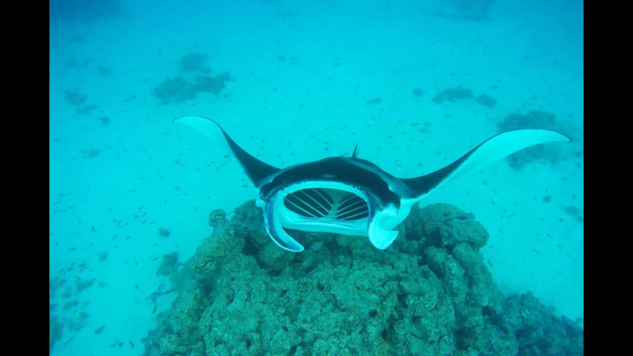 Manta rays in Maupiti YouTube