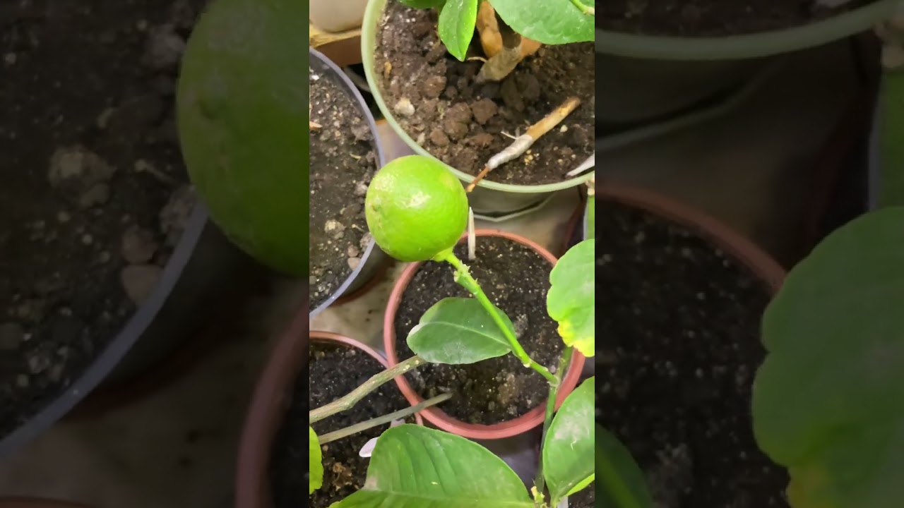 13,10,2024 առատ Ծաղկունք ցիտրուսներիս մոտ