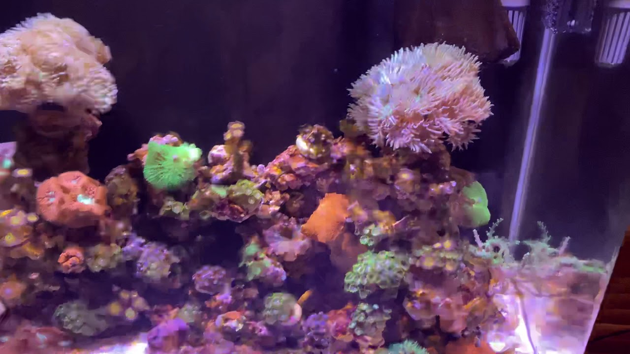 Aqua One 76L Reef Tank YouTube aqua-one-76l-reef-tank-youtube