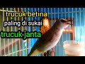 Pancingan trucuk betina memanggil jantan ini ampuh jadikan trucukan mu nyaut gacor seketika