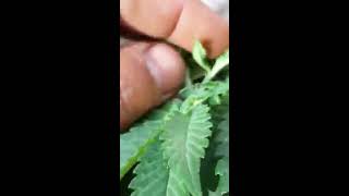 Day 1 of flower cinderella99
