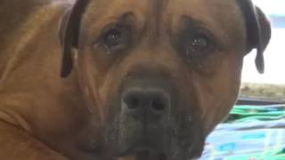 Dog Can’t Stop Crying When He Realises That Hes Been Left At the Shelter