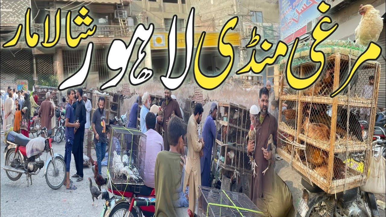 Desi Murgi Mandi Sunday Price Update Shalamar Bagh Lahore Pakistan