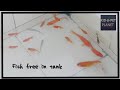 Fish freed in to tank | வண்ண மீன்கள் | Fishes let in tank | Reya’s DIY |