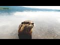 Leisurely cooking on the shore of a lake with an otter [Otter life Day 382]【カワウソアティとにゃん先輩】