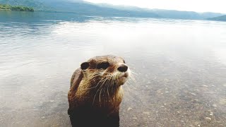 Leisurely cooking on the shore of a lake with an otter [Otter life Day 382]【カワウソアティとにゃん先輩】