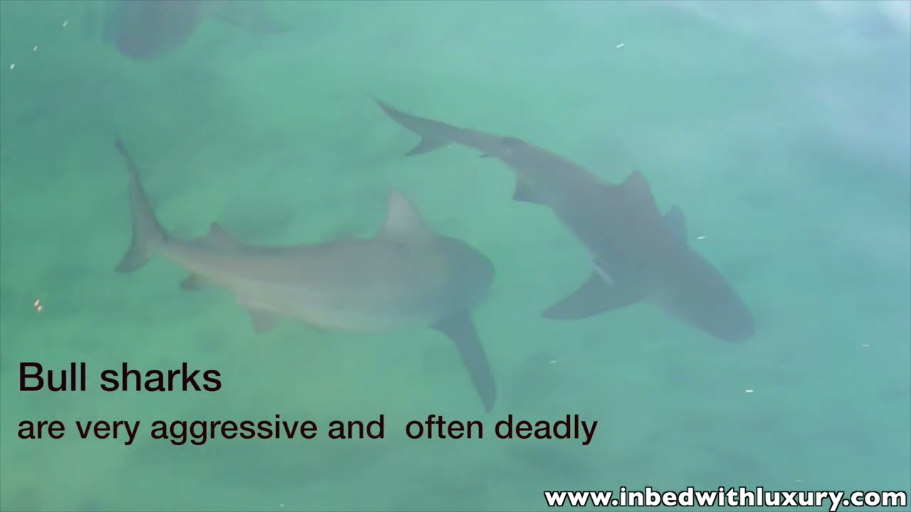 Bimini Big Game Club Resort & Marina