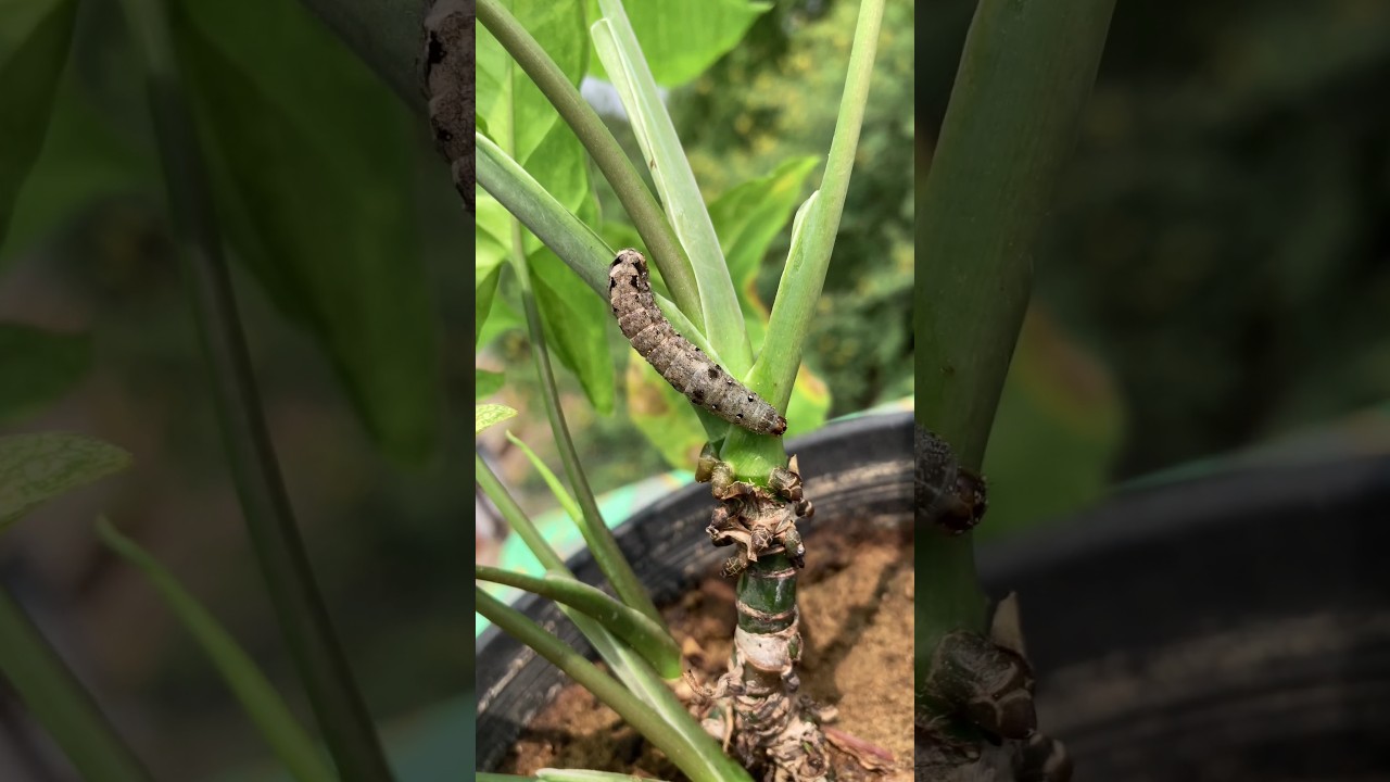 The Special Tobacco Cutworm 🐛 #shorts #fierydev