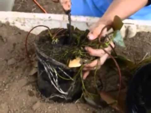 How To Re Pot Hardy Water Lilies With Jeff Kite Sunland