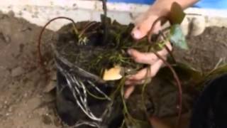 How To Re-Pot Hardy Water Lilies -- With Jeff Kite -- Sunland Water Gardens