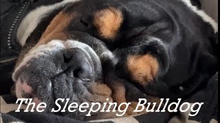 The Sleeping Bulldog