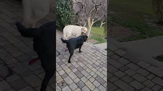 Funny games for cute Labradors. by МИЛЫЕ ПИТОМЦЫ CUTE PETS 772 views 2 months ago 1 minute, 9 seconds