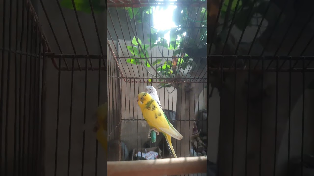 Calm Parrot Sitting During Rain  