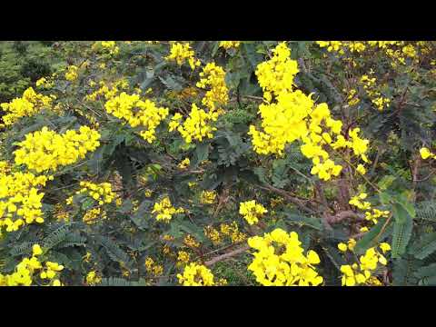 Video Hoa muồng vàng chuprong Gia Lai - youtube