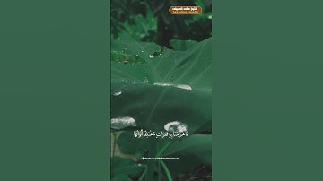 تلاوة مباركة من سورة فاطر ...استمع لها بقلبك 💚