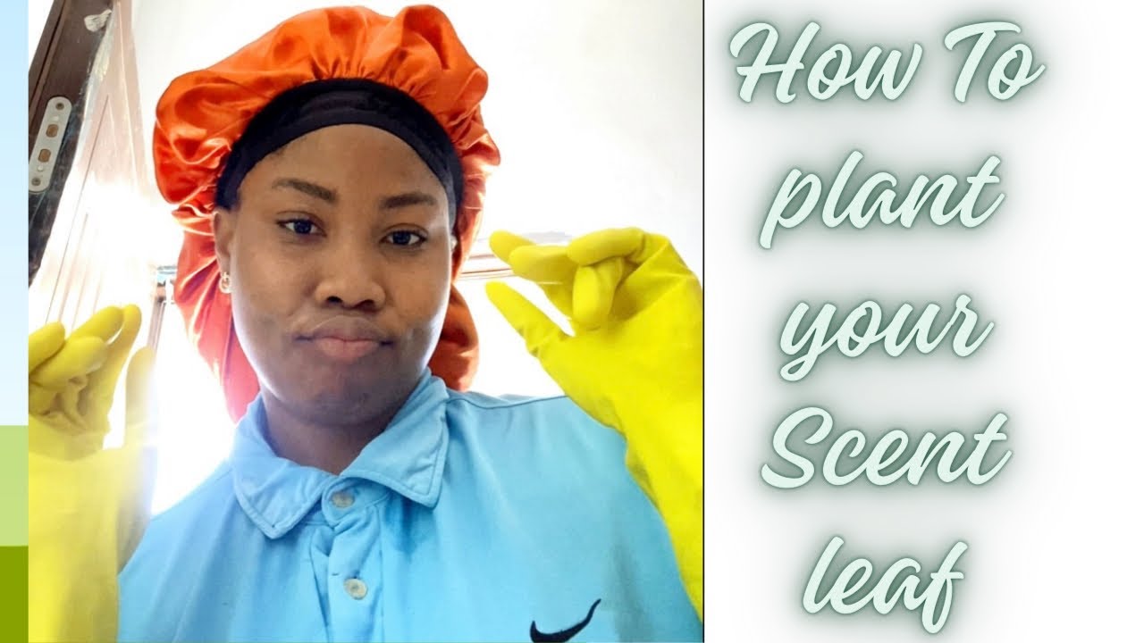 How to plant 🪴your scent leaf #diy #plant#scentleaf#diy dailyvlog#
