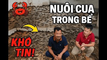 Nuôi cua trong bể xi măng - SỰ THẬT KHÓ TIN 🦀.