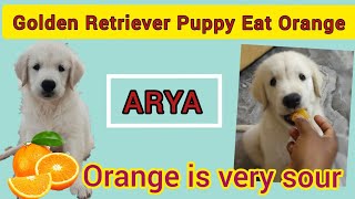 Golden Retriever Puppy Eat Orange  | #ARYA #ಆರ್ಯ.