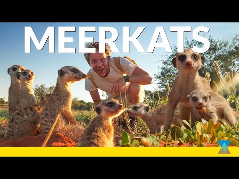 The Secret Life of a Meerkat Family!