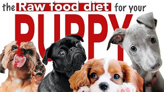 Raw Food Diet For Puppies: HOW TO START RIGHT Wealth