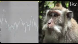 What A Monkey Sounds Like Meme