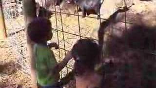 Pumpkin Patch - In Search of the Great Pumpkin